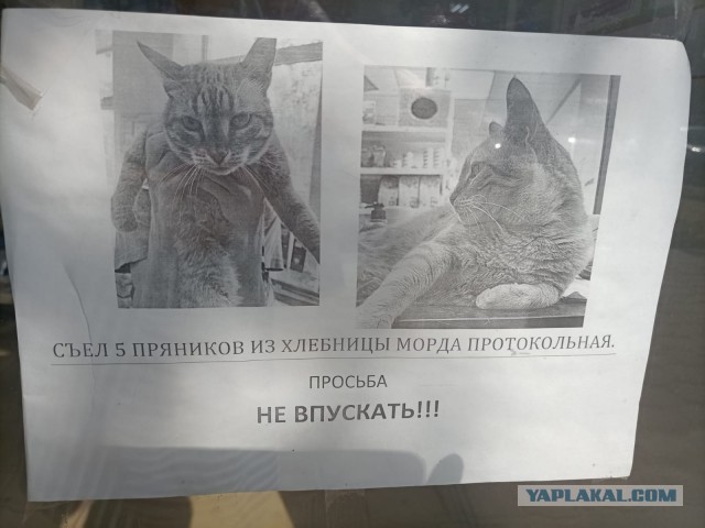 Морда протокольная