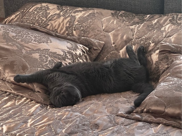С котовторником!