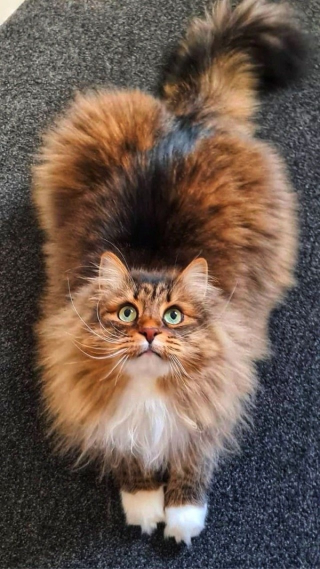 Осенний кот