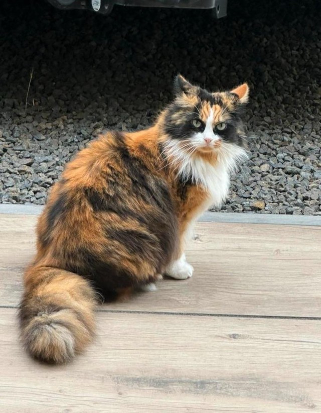 Непростая трёхцветка