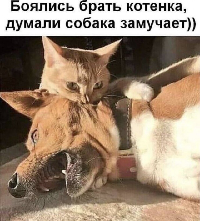 В собакочетверг