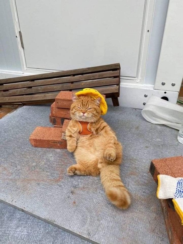 Кот