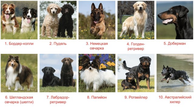 Мне кажется, или собака понимает правила игры?