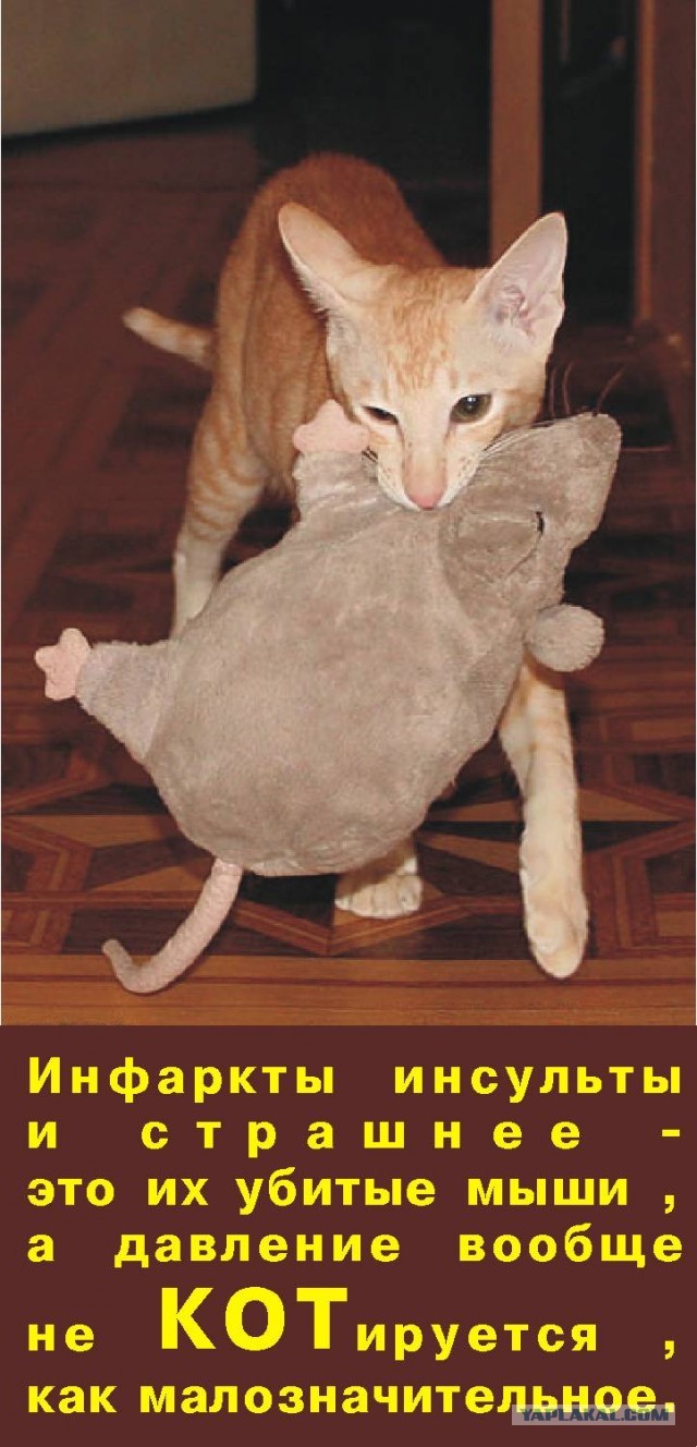 Давленникам привет