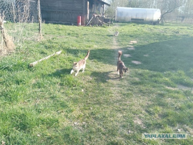 Жизнь домашнего приюта для котеек 577