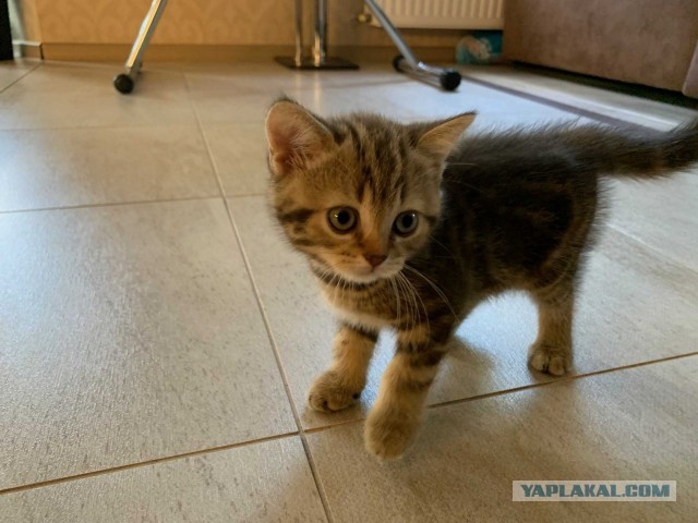 Новый член семьи (к котовторнику)