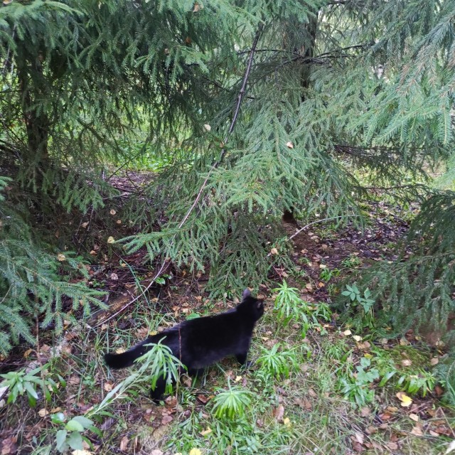 Мы вдвоём с котом