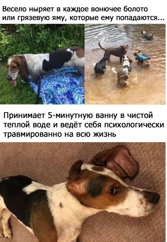 Подборка картинок к собакочетвергу