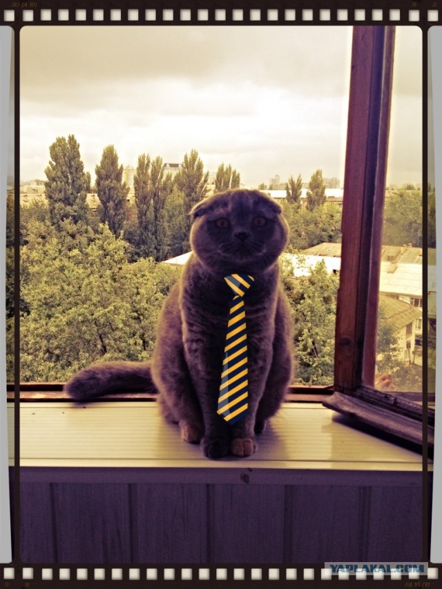 Котовторник 8.10.2013