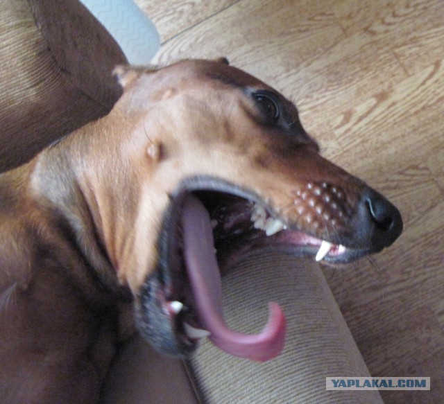 Собакочетверг на 02.01.2014