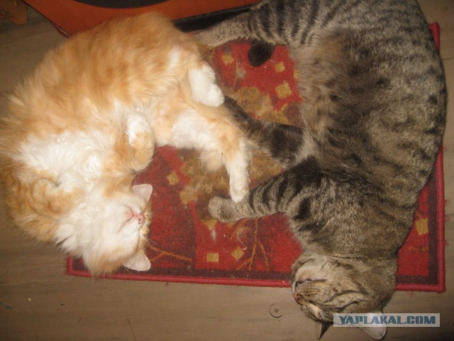 Котовторник 25.02.2014