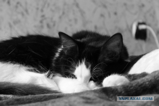 Котовторник 6.05.2014