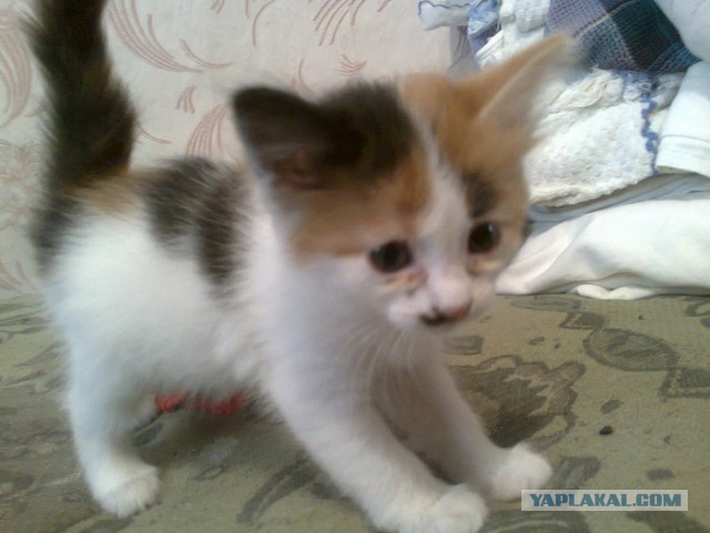 Котовторник 20.05.2014