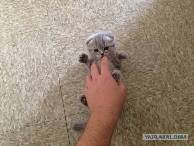 Котовторник 7.10.2014