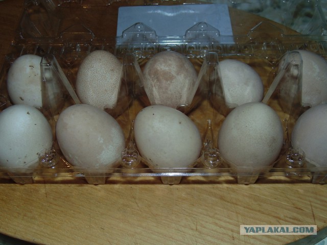 Кулинарная общалка