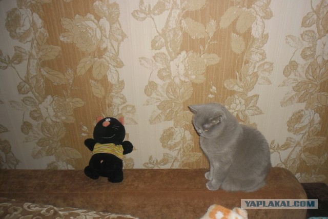 Котовторник 9.12.2014