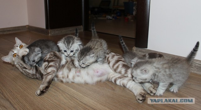 Котовторник 16.12.2014