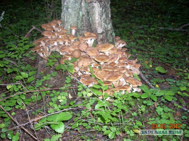 Вспомним лето! Вылазка за грибами.