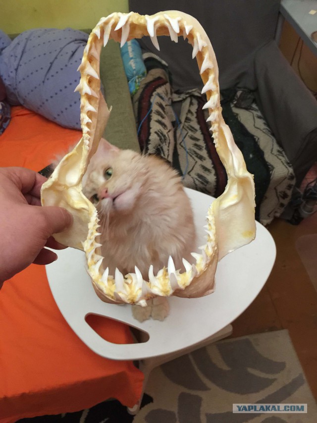 Опасные санитары моря