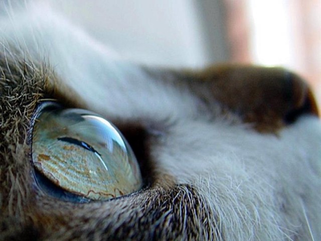 Коты, кошки, котята