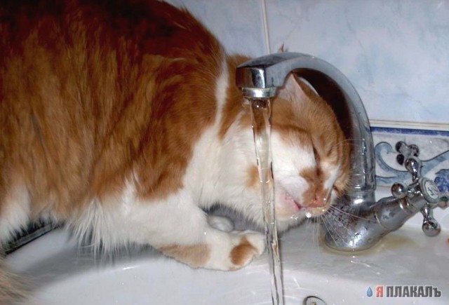 Коты, кошки, котята