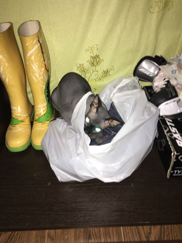 Котовторник 16.02.16