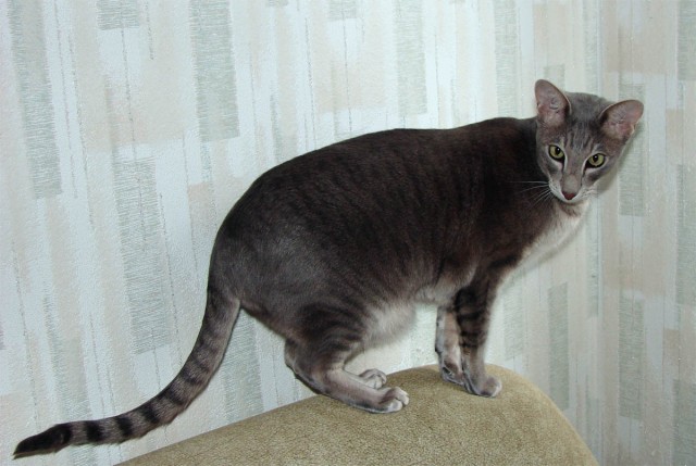 Коты, кошки, котята