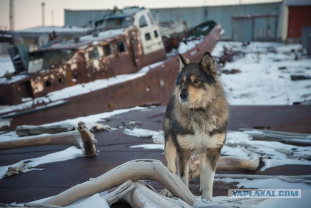 Тикси — суровый арктический оазис