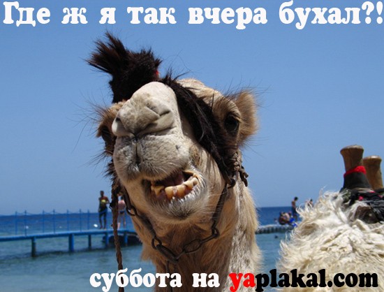 Именами, картинки бухнем в субботу