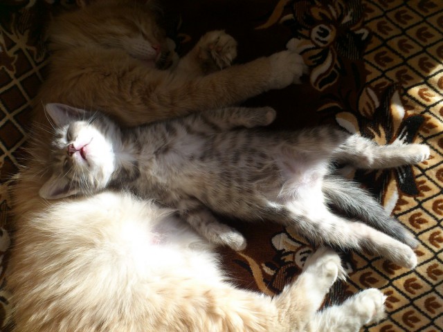 Котовторник 03.05.2016