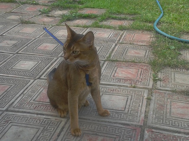 Котовторник 05.07.16