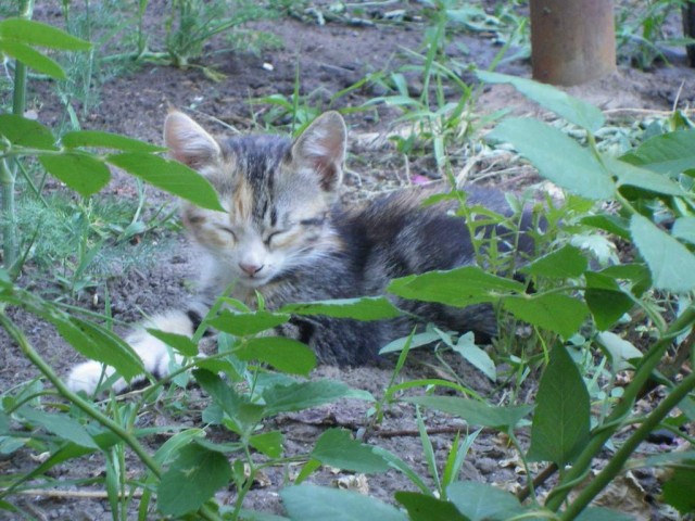 Первый ноябрьский котовторник!
