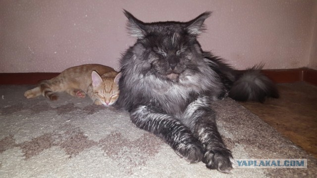 Котовторник 18.10.2016