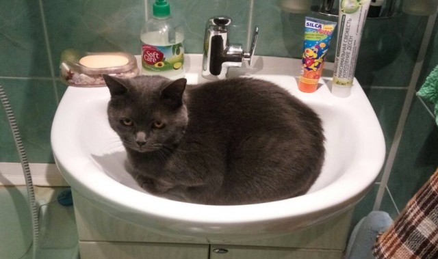 20 мест, в которых не должно было быть кота, но вот он