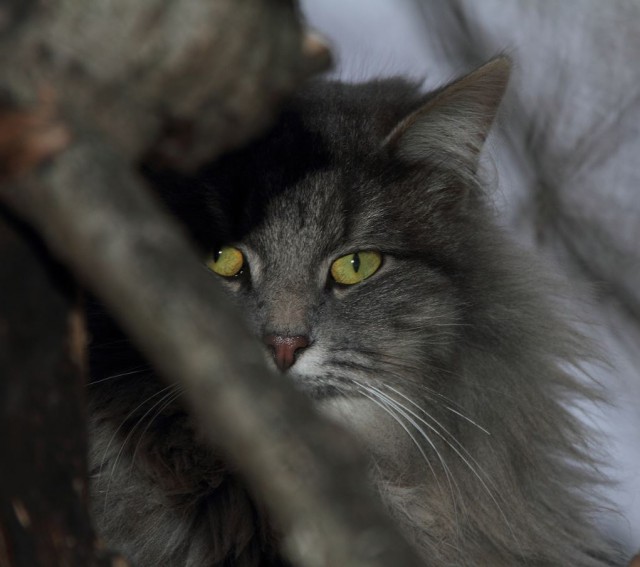 Коты и Кошки
