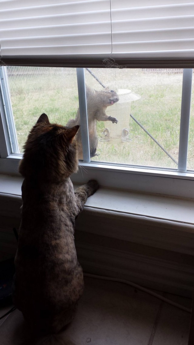 Коты и Кошки