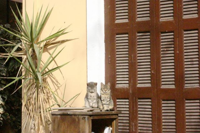 Коты и Кошки