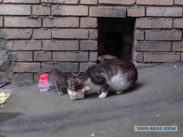Котовторник 13.06.2017