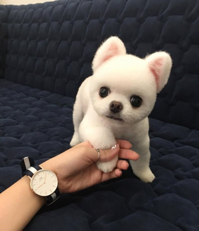 Живность из сети