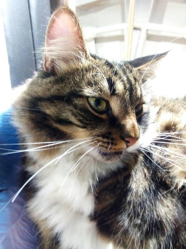 Котовторник
