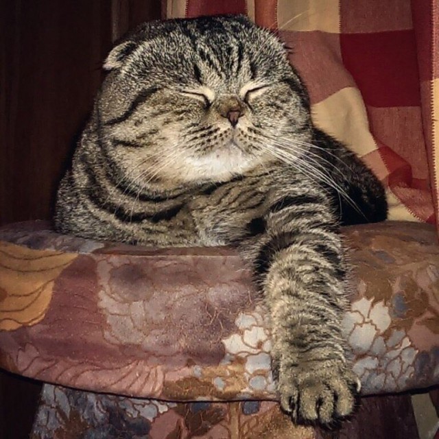 Коты и Кошки