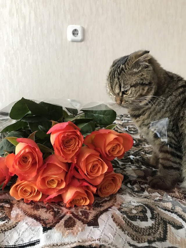 Прикольных котов пост