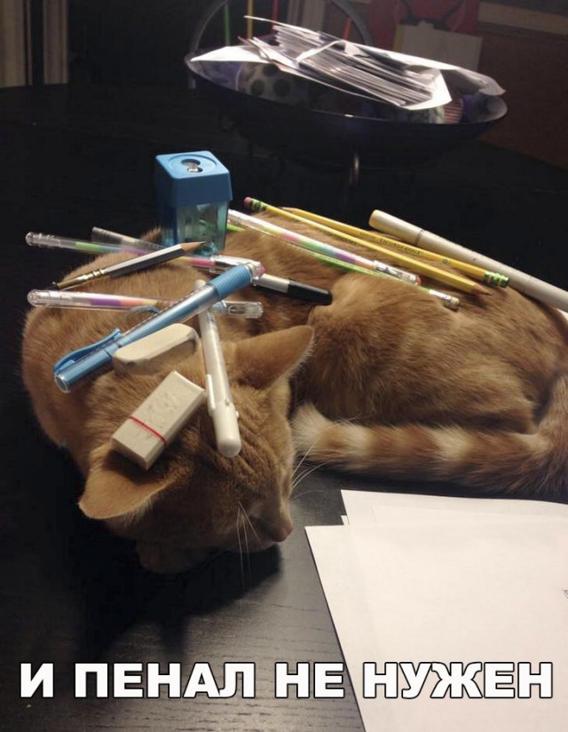 Неадекватные коты