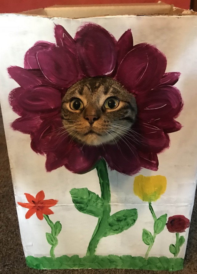 Прикольных котов пост