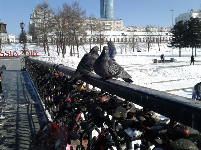Живность из сети