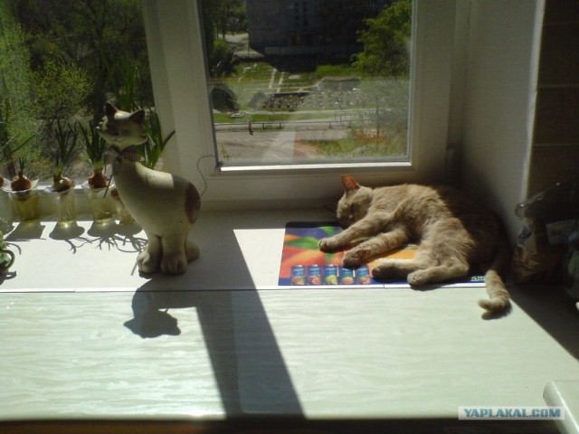 Ура, котовторник! (01.07.2008)