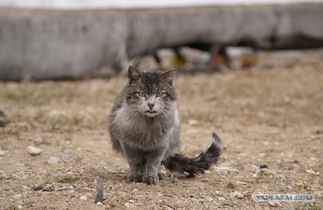 Котовторник (13.01)