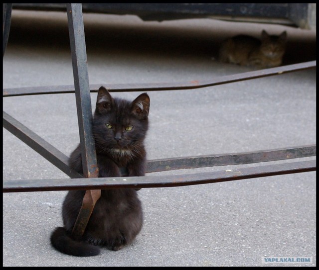Котовторник ужасов (36 фот)