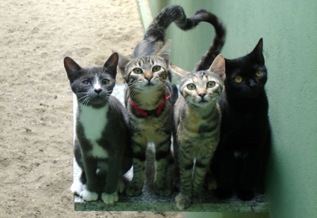 Котовторник Вместе