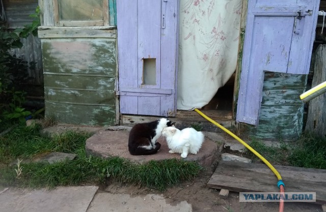 Жизнь домашнего приюта для котеек 232